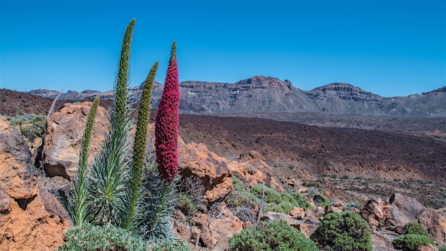 Teide Nationalpark Teneriffa